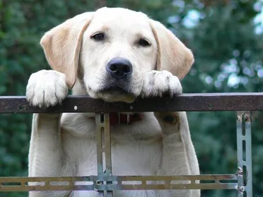 Easing Your Labs Separation Anxiety 